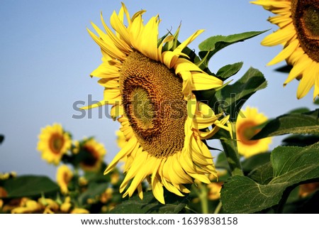 Large sunflower in the field under blue morning sky