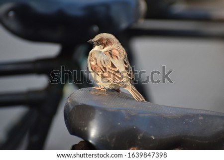 Beautiful picture of sparrow bird