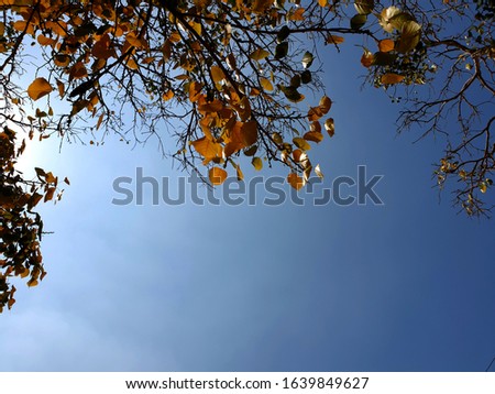 Branch and golden leaves of Bodhi Tree with sunlight in the blue sky background.