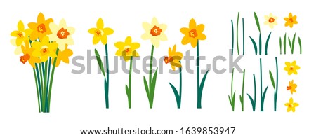 Vector set of positive floral illustrations isolated on white background. Early spring garden flowers. Yellow daffodils bouquet. Clip art for bright festive greeting card, poster, banner. Womens Day