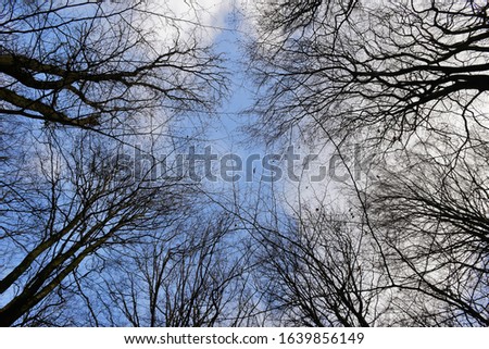 Clouds and blue sky through the treetops