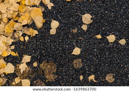 Texture autumn foliage on the pavement. Background image of yellow leaves on the asphalt. Graphic resources abstract textured background of an autumn walkway in a park.