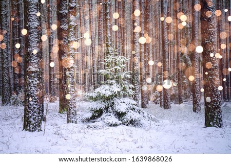 Spruce tree in forest with snowflakes. Christmas card. Beautiful picture of snowy day in forest. Snowflakes in the air. Spruse tree covered with snow.