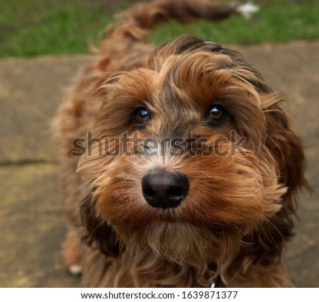Female cockapoo bitch. 5 month old puppy. Cute face with gorgeous shaggy coat and biscuit colours. Very pretty dog looking towards camera. Healthy canine with shiny coat.
