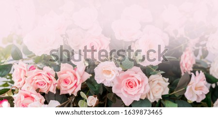 Beautiful rose flowers on a light background. Floral frame in soft colors with white space for text. Art flower background for greeting card for Mother's Day and Valentine's day . Wide picture banner