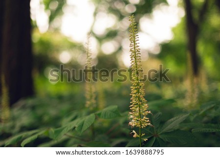 Bottlebrush buckeye flowers in the spring
