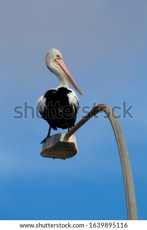 Australian Pelican (Pelecanus conspicillatus), on the light,  American River, Kangarro Island, South Australia, Australia.
