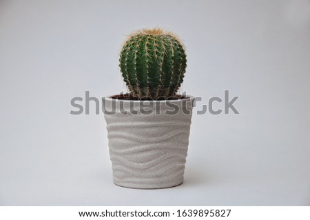 Cactus in white plant pot. Green room decor plant on white background.