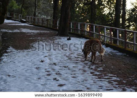 Beautiful picture of snow on road and brown dog