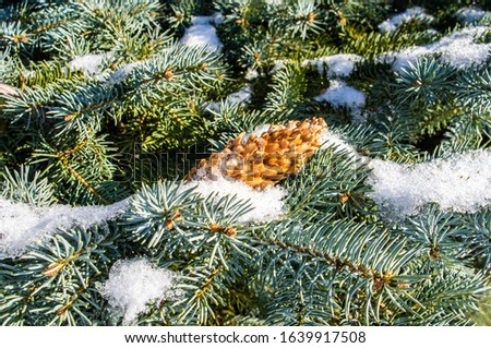 Coniferous twig with needles in the snow and a cone close-up