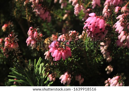 The picture shows a bee that pollinates the purple blossoms of a plant known as Snow Heath (December Red).