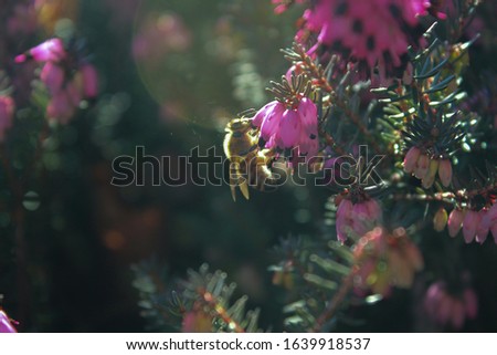 The picture shows a bee that pollinates the purple blossoms of a plant known as Winter Heath (December Red).