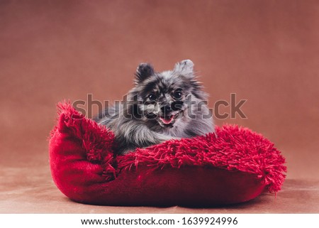 Portrait of a young wolf spitz shot in studio on a red pillow.
