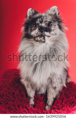 Portrait of a young wolf spitz shot in studio on a red background.