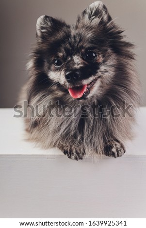 Portrait of a young wolf spitz shot in studio on a dark grey background.