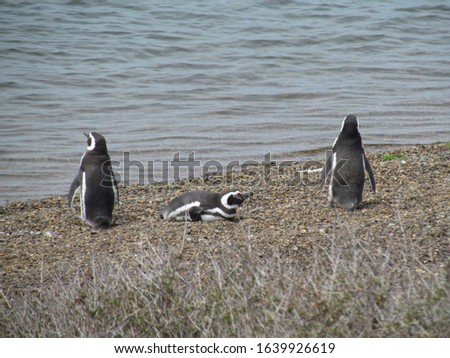 Tour in Coleta Valdes, sighting of magellanic penguins