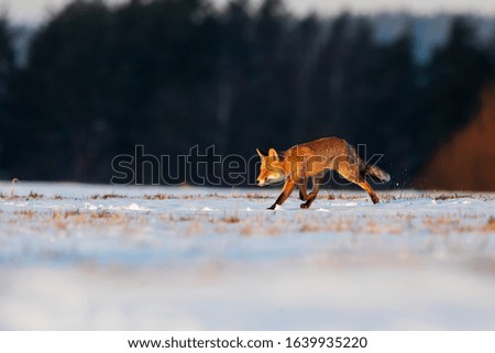 red fox (Vulpes vulpes) early morning on the snowy field
