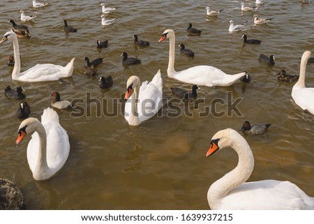 
birds near the shore, swans, ducks