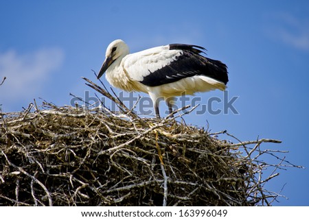 Stork in the nest on blue sky background