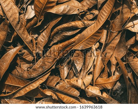 Top view on brown leaves of trees. Close-up of fallen leaves, natural background. Autumn picture of dry foliage