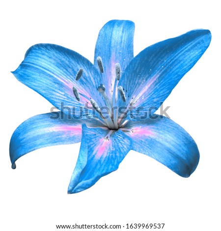 Flower head blue lily isolated on white background. Flat lay, top view 