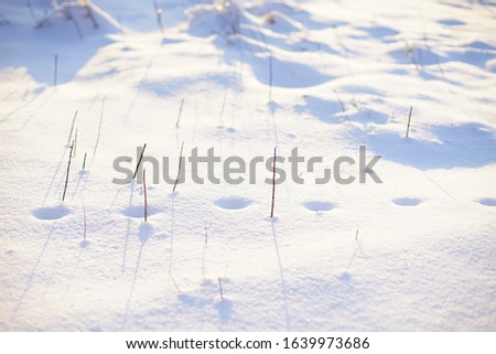 Paw prints and dry grass in white snow