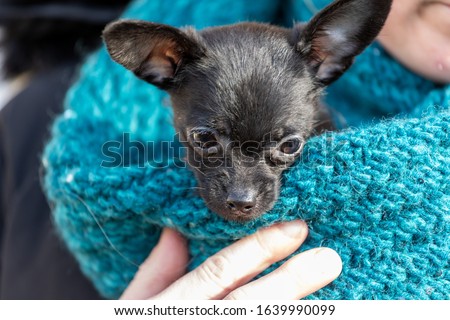 Carrying a puppy, ChiPoo,  Poodle - Chihuahua mix