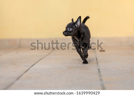 adorable tiny ChiPoo puppy outdoors , Chihuahua Poodle Mix