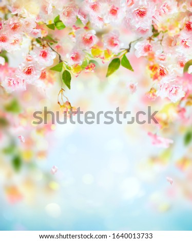 Beautiful pink and white cherry flowers on  blurred light background. Spring floral background with copy space.