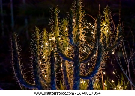 Cactus with White Christmas Lights