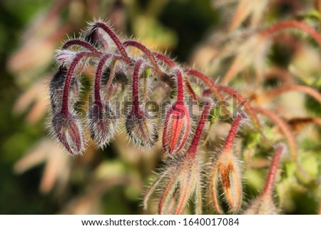 Ripening Borage wild flower long hairy stems and buds.