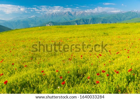 Beautiful poppy field blooming at the foot of high glaciers in the mountains of Armenia, summer landscape