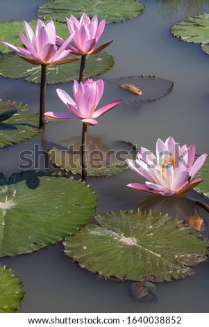 Beautiful pink waterlily or lotus flower in pond, lotus blooming in the summer.