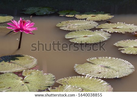 Beautiful pink waterlily or lotus flower in pond, lotus blooming in the summer.