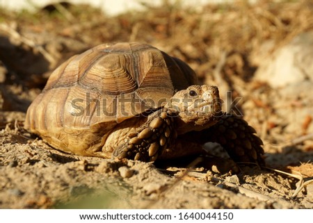 Close up African spurred tortoise resting in the garden, Slow life ,Africa spurred tortoise sunbathe on ground with his protective shell ,Beautiful Tortoise                           