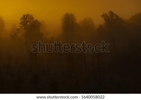 fog, yellow colors, misty view of the forest in autumn, small Christmas trees and birches in the foreground