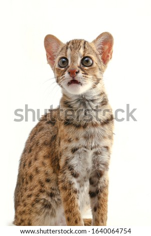 The asian leopard cat or Sunda leopard cat (Prionailurus bengalensis javanensis) isolated on white background