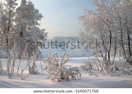 Trees in the snow. Winter sunset tree snow patterns. Dense fog over the river in winter. Sunrise in the thick winter fog. landscape Trees with snow in a park.
