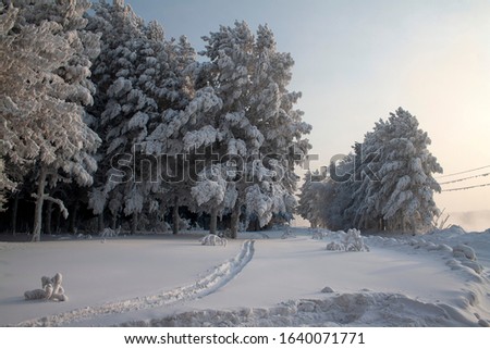 Ski tracks in the snow. Winter nature sunset tree silhouette. Winter sunset tree snow patterns. Dense fog over the river in winter. Sunrise in the thick winter fog. landscape Trees with snow in a park