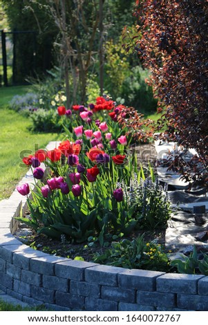 flower bed with purple and red tulips