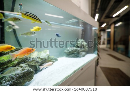 Shallow depth of field (selective focus) image with an aquarium with colorful small fish inside an office building.