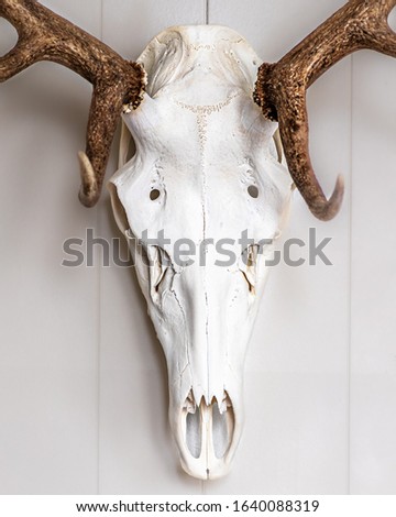 Young Elk Skull Trophy hanging on a wall. Details of the skull and antlers