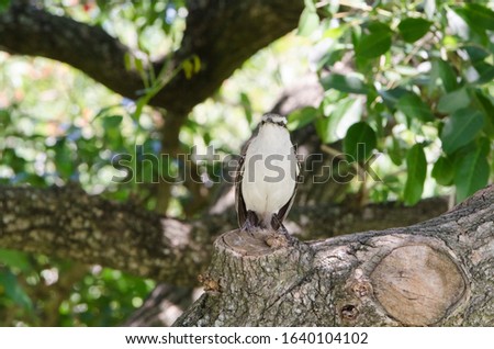 Frontal view of a chalk-browed mockingbird, mimus saturninus, standing on a tree trunk, in the Costanera sur ecological reserve, in Buenos Aires, Argentina