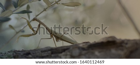 A green praying mantis on an olive wood trunk in Tuscany.