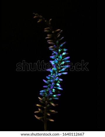 Wild FLowers soaked in UV sensitive liquid and shined under UV Light.