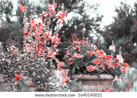 Gardening. Mourning funeral flowers at cemetery. Grief, sorrow, loss, memorial concepts. Retro toned red black white sepia background.