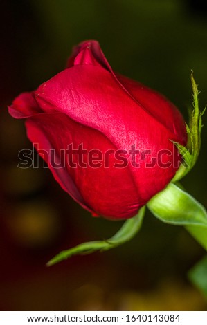 Beautiful Red Rose flower. Nature. close up, selective focus