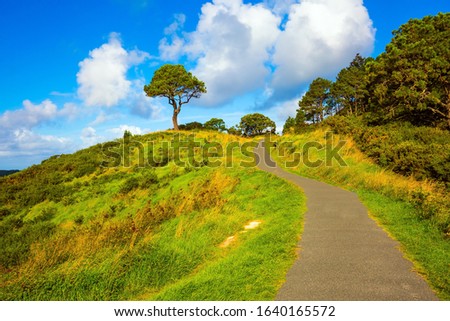 The path to Cathedral Cove. Coromandel Peninsula on the North Island. New Zealand. Picturesque trees grow along the sides of the path. The concept of active, ecological and photo tourism