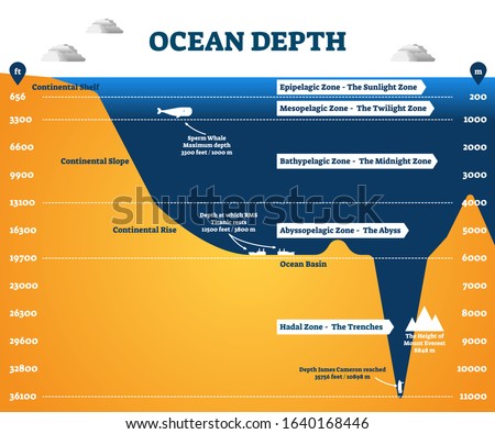 Ocean depth zones infographic, vector illustration labeled diagram. Oceanography science educational graphic information. Depth at which sperm whales live and deepest point reached by human. Royalty-Free Stock Photo #1640168446