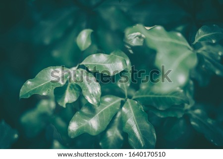Green Leaf Texture; nature background